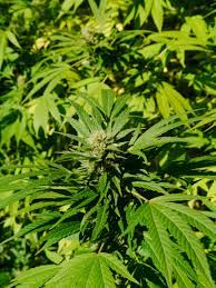 Cannabis sativa - Wikipedia